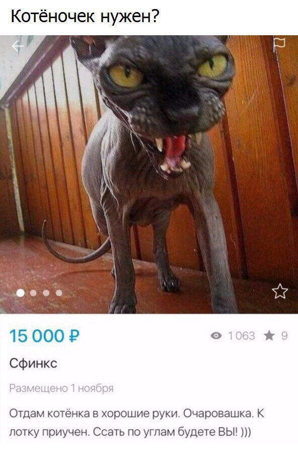 Забавные комментарии из социальных сетей (21.03.22)