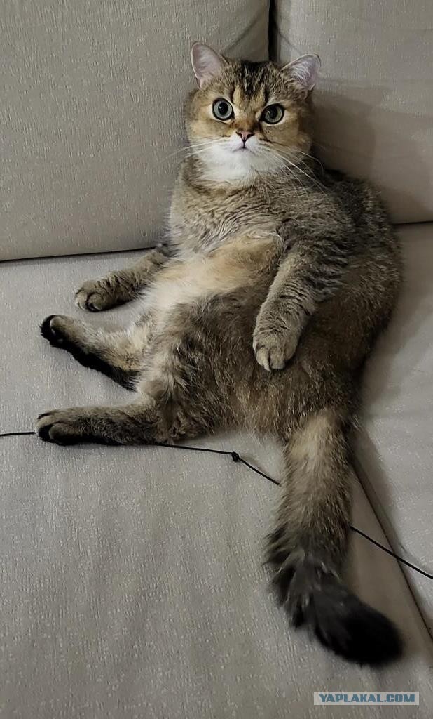 А это мой котан к котовторнику