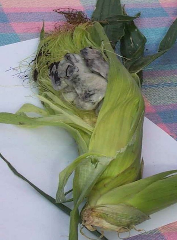 Десять самых отвратительных продуктов, которые едят люди ‒ гастрономический мазохизм