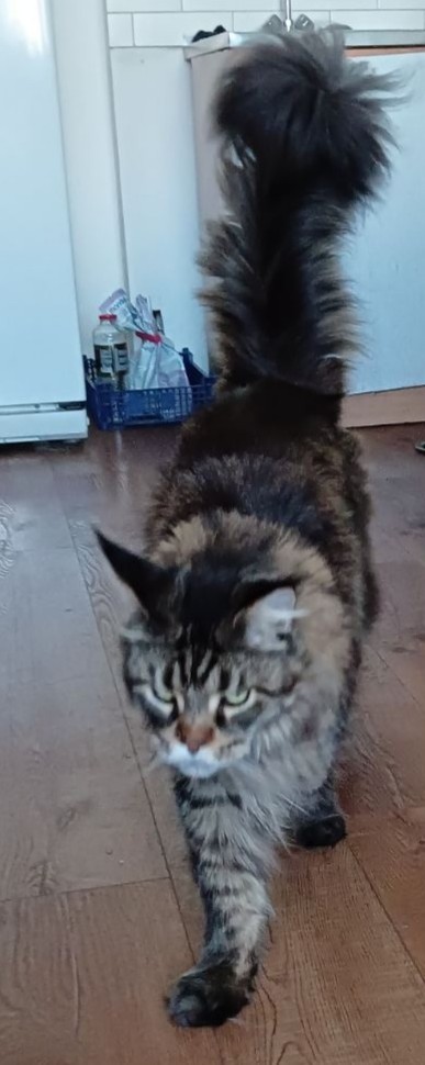 Ориентальная кошка