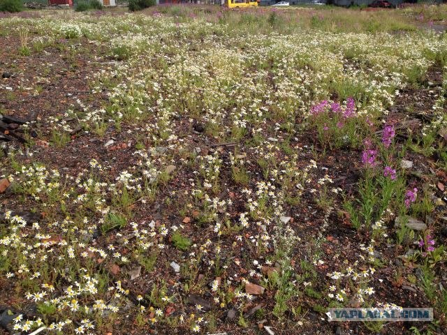 Москва-Воркута.Или туда и обратно.