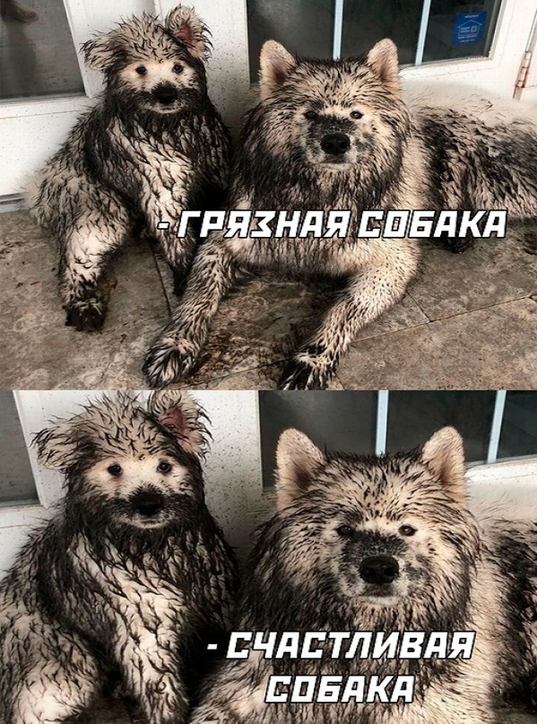 Картинки и мемы для настроения - 17