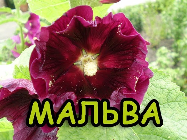 Пухляш подкрепился