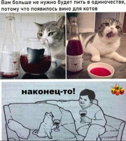 Жизнь домашнего приюта "Котоленд" 416