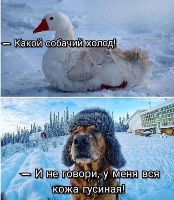 Весёлый полтишок 06.02.24