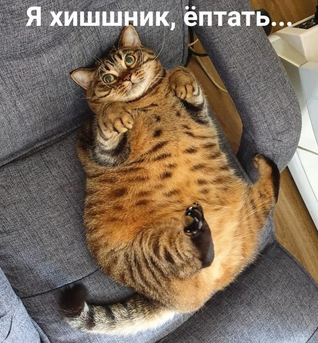 Кот гостил у бабушки