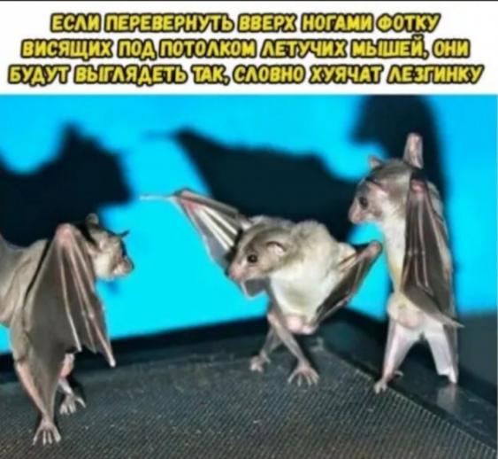 Деградируем и подпеваем - v. 2,0