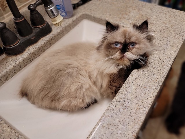 Моя жена не умеет фоткать кота