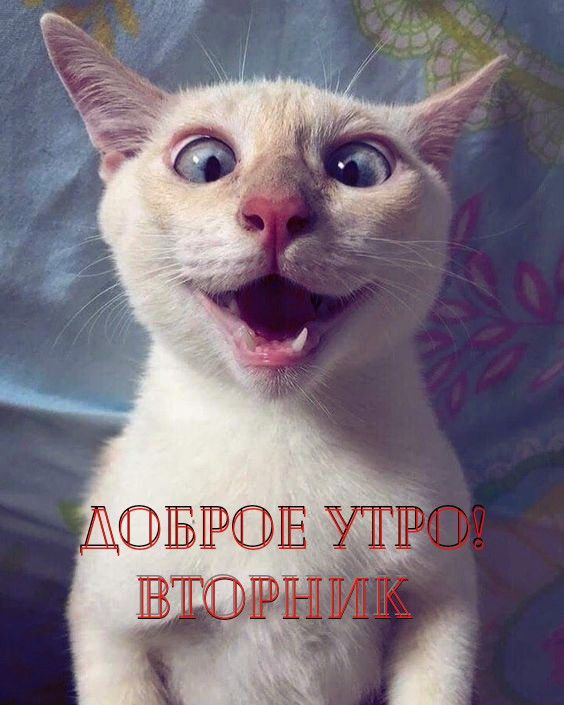 Прикольные и просто красивые картинки 18.11.2025