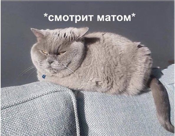 К котовторнику: подборка картинок-баянов с котиками и про котиков. Выпуск 24.