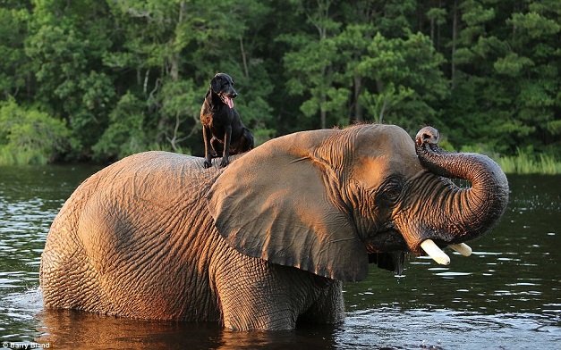 Слон и собака - лучшие друзья