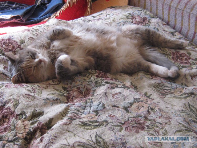 Кошачий алфавит