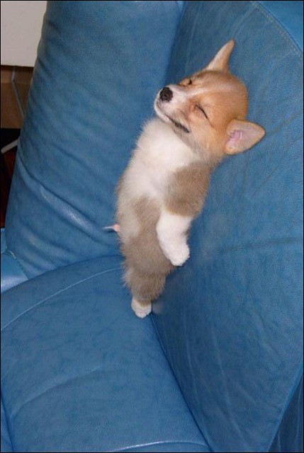 В мире животных