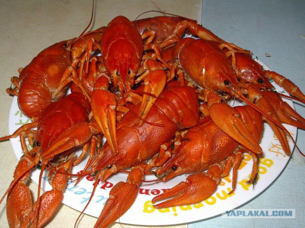 Раки