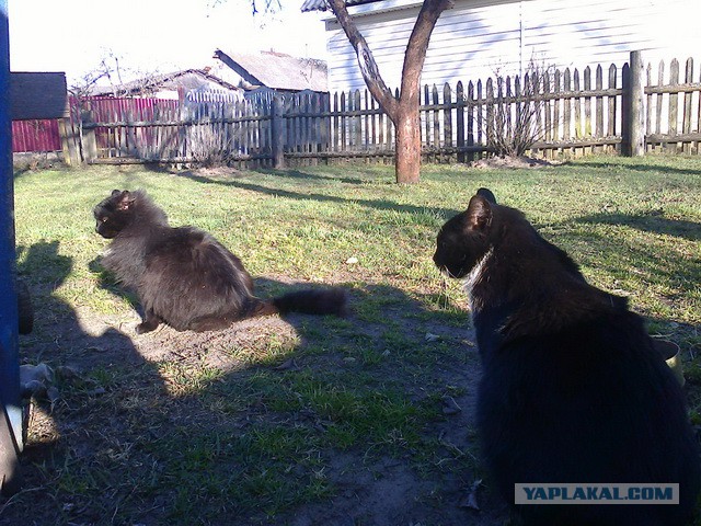 Котовторник 6.05.2014