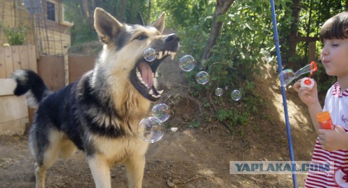 Мой малый друг Мухтар