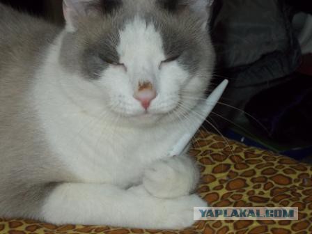 Котовторник 01.07.2014