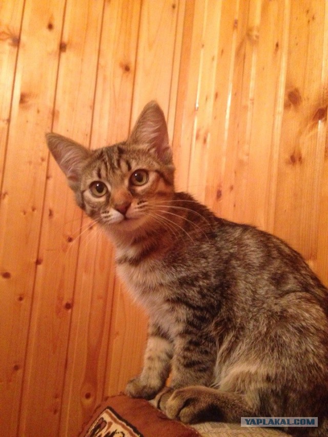 Котовторник 22.07.14