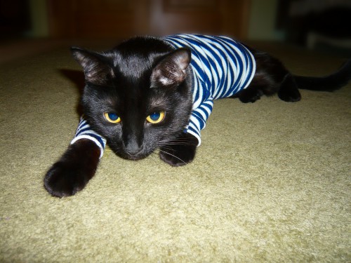 Как я котана выручал