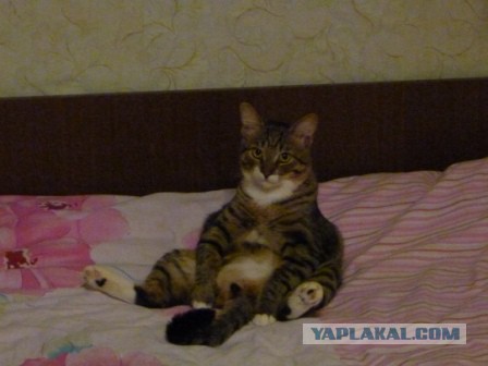 Котовторник 11.11.2014
