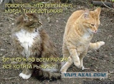 Весёлые картинки