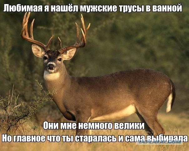 Веселые картинки