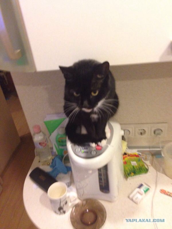 Котовторник 27.01.2015