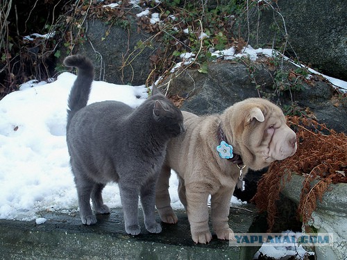 Котовторник