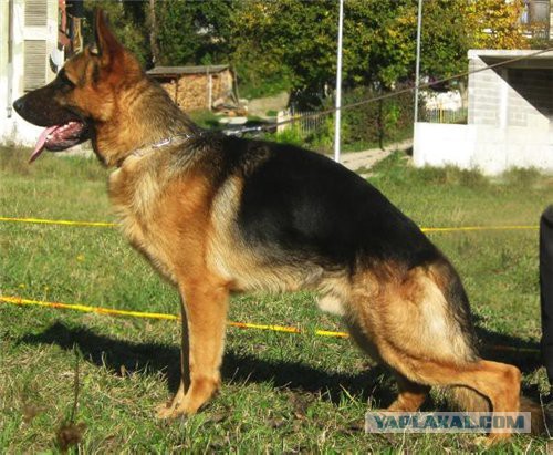 7 самых популярных пород собак в СССР