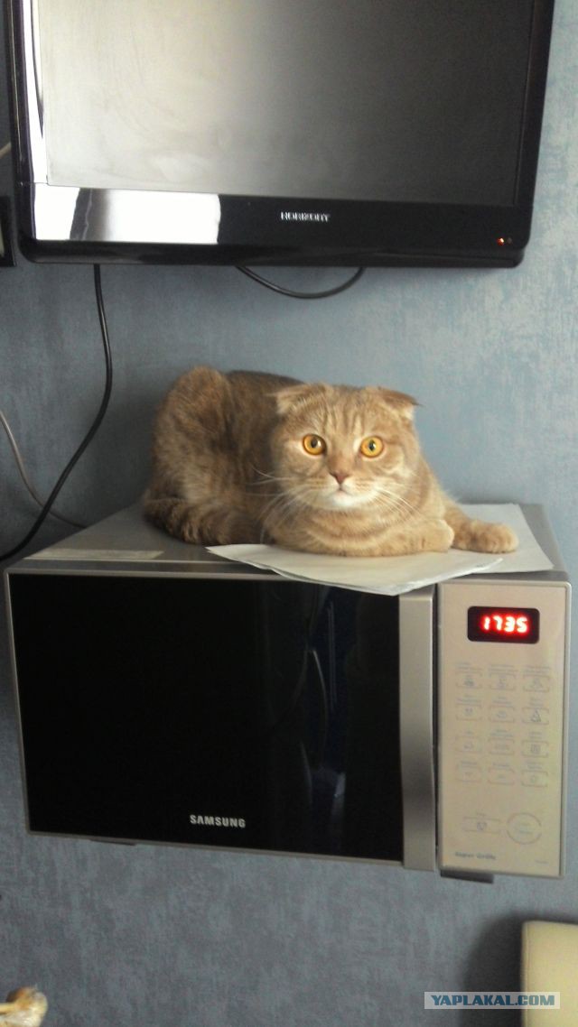 Котовторник 04.08.2015