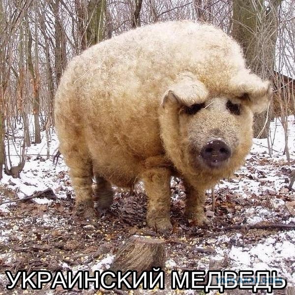 Перемирие кончилось, едва начавшись. Часть 14