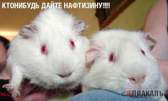 ГРЫЗУНЫ. Мыши, крысы, хомячки и т.д.