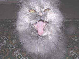Коты, кошки, котята