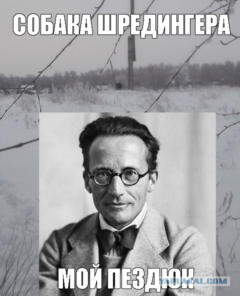 Исчезающая собака
