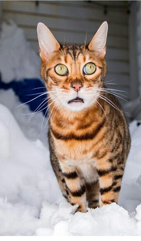 22 кота в шоке