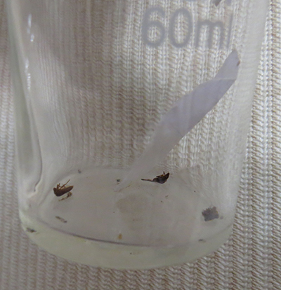 Клопики заели…