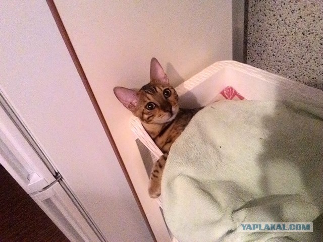 Котовторник 19.04.2016