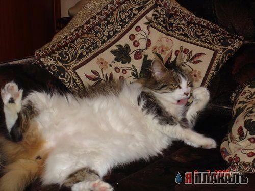 А вот и котовторник!
