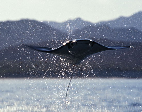 Мобула - скат, который мечтал летать(11 фото)
