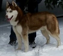 Собакочетвергу и любителям алабаев, посвящается!