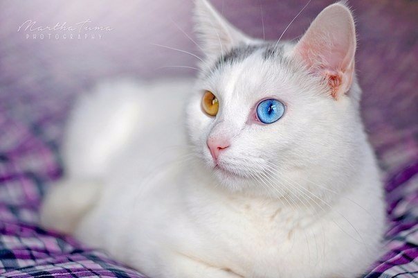 Прикольные животные