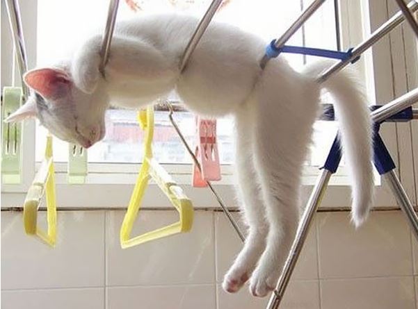 Коты из сети