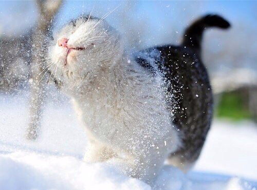 Коты из сети