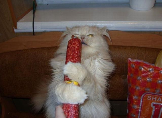 Коты из сети
