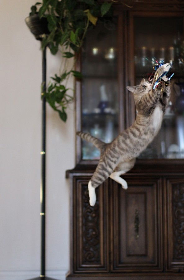 Коты и Кошки