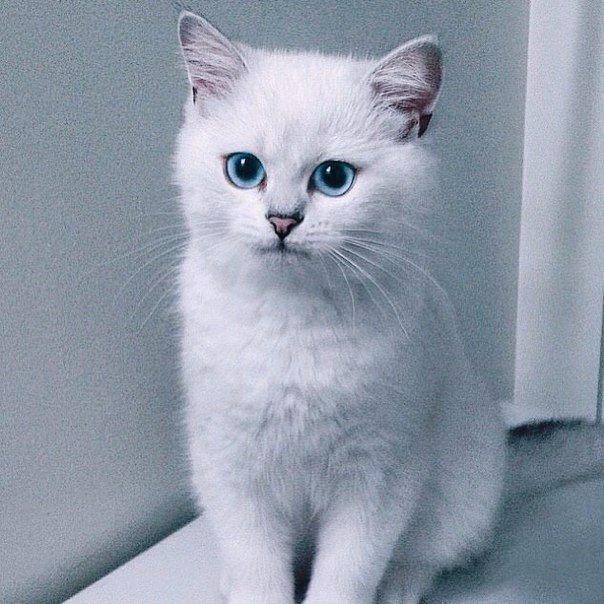 Коты и Кошки