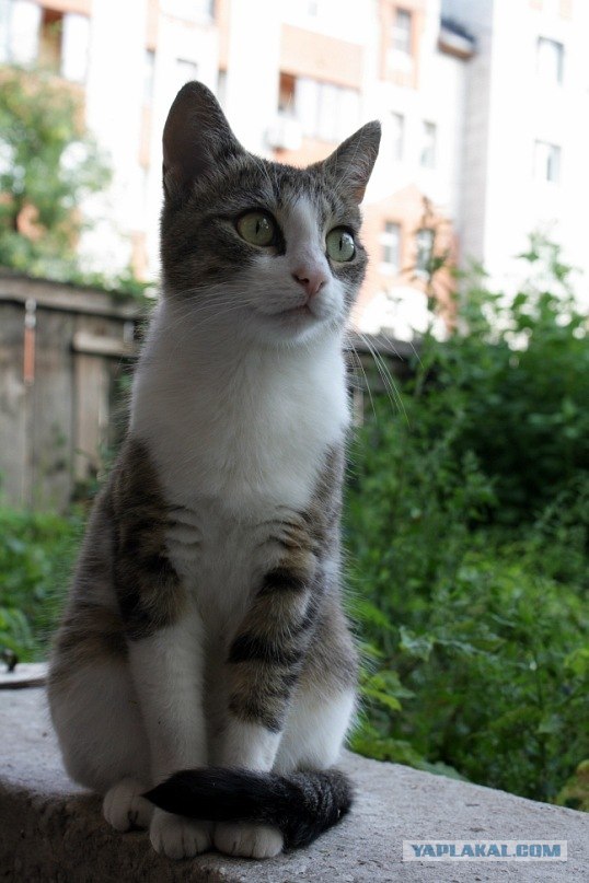 КОТЭантэнна