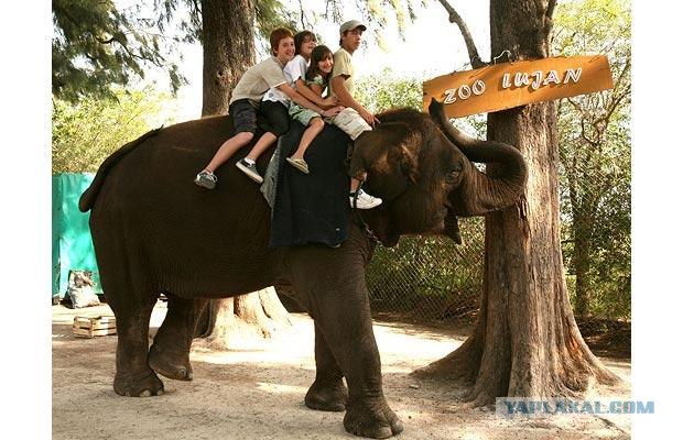 Зоопарк для смелых (16 фото)