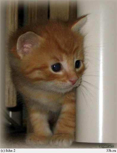 Котейкин вторник! Космический 12.04!