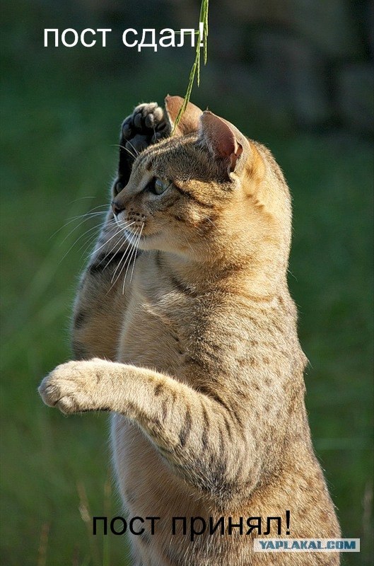 Котовторник на середину июня